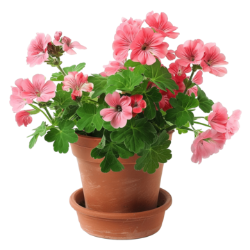 :geranium: